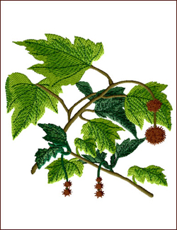 American Sycamore