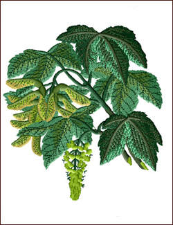 Italian Maple