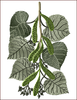 Small Leaved Lime