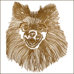 Spitz