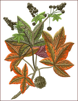 Sweet Gum