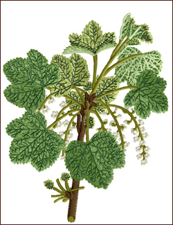 White Flowered Currant