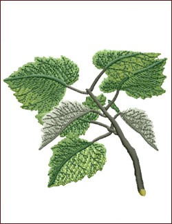 White Poplar