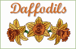 Daffodils