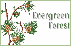 Evergreen Forest