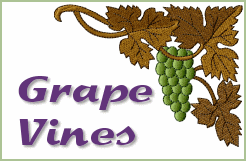 Grape Vines