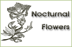 Nocturnal Flowers