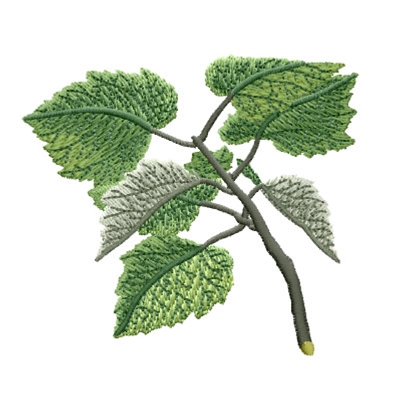 White Poplar