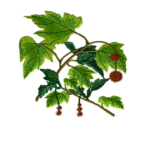 American Sycamore