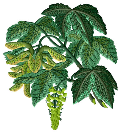 Italian Maple