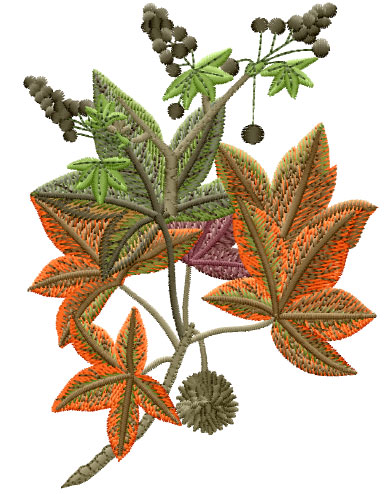Sweet Gum