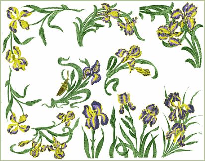 Iris Blossoms