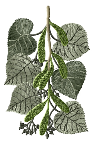 Small Leaved Lime