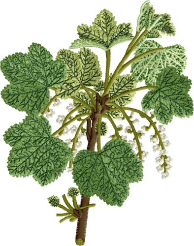 White Flowered Currant